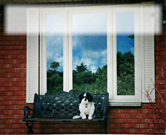 Dog sitting on bench in front of window